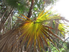 Acoelorraphe wrightii