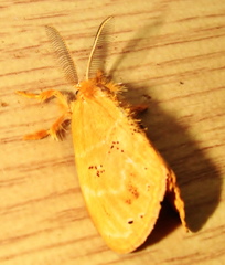 Euproctis punctifera