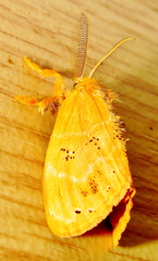 Euproctis punctifera