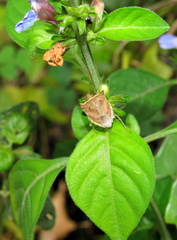 Justicia petiolaris
