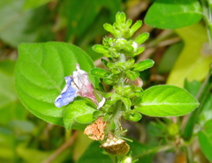 Justicia petiolaris
