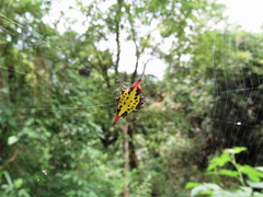 Gasteracantha sauteri