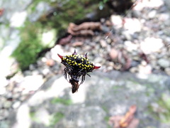 Gasteracantha sauteri