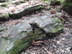 Gasteracantha sauteri