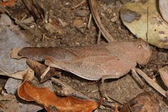 Humbe tenuicornis