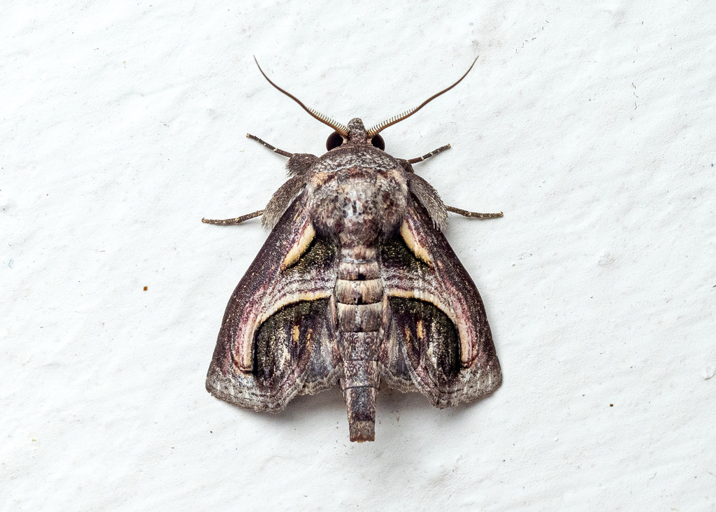 Paectes psaliphora