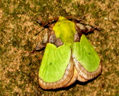 Latoia vivida