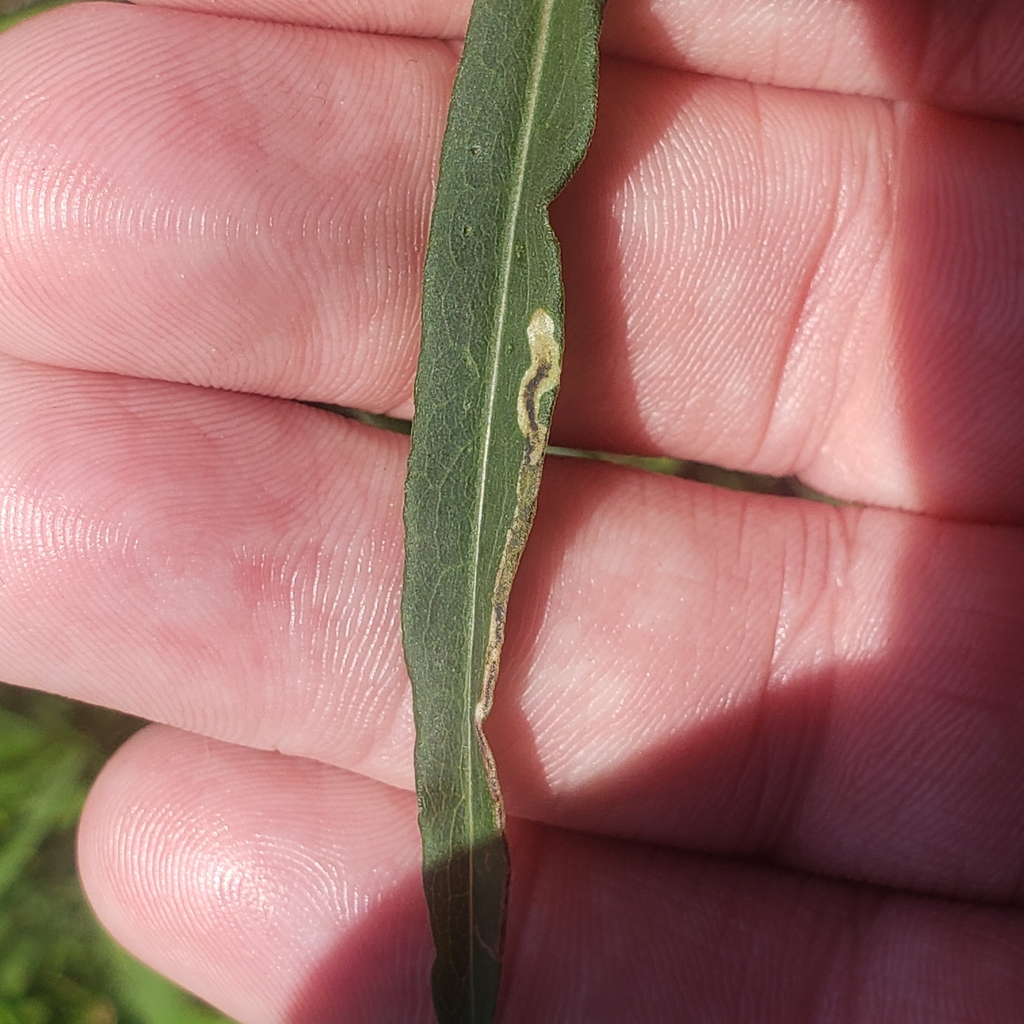 Liriomyza eupatorii from E 26th St at Ash St OB, Erie, PA 16504, USA on ...