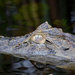 Broad-snouted Caiman - Photo (c) David Bell, some rights reserved (CC BY-NC), uploaded by David Bell