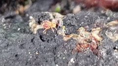 Symphypleona