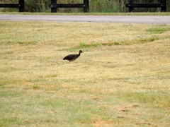 Nothoprocta cinerascens