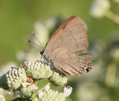 Satyrium