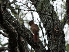 Pseudoseisura lophotes