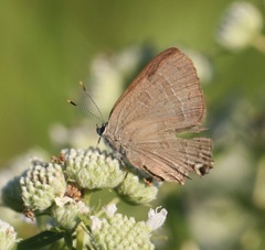 Satyrium