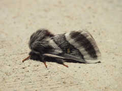 Hemileuca tricolor