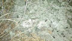 Amblyopone australis