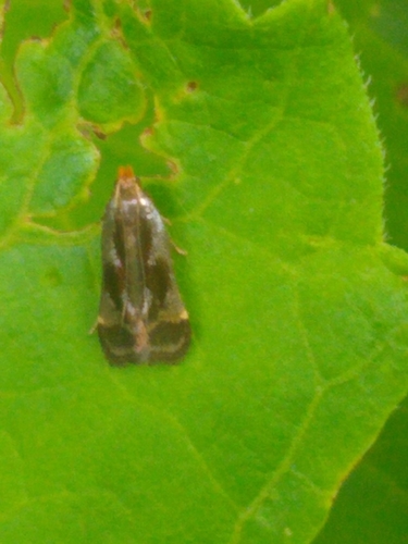 Shining Dichomeris Moth photo 2