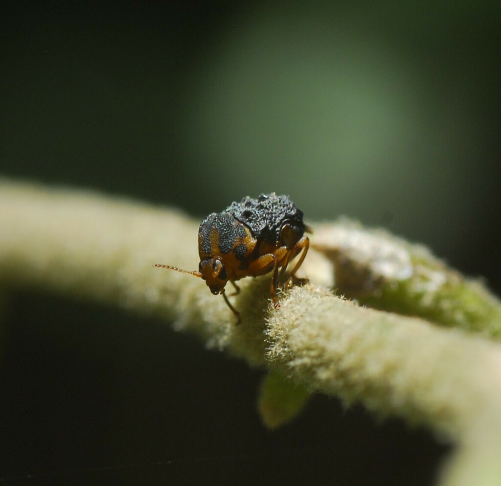 Chlamisus venustus