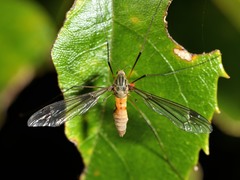 Leptotarsus vulpinus