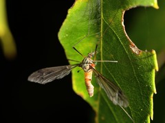 Leptotarsus vulpinus