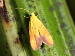 Gymnobathra flavidella