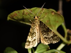 Pseudocoremia indistincta