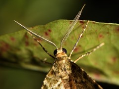 Pseudocoremia indistincta