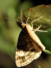 Pseudocoremia indistincta