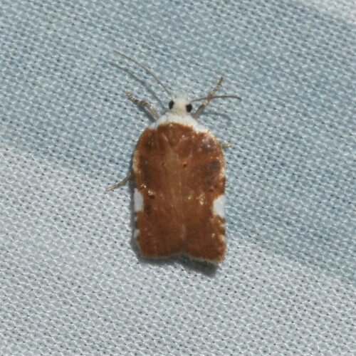 Acleris cervinana photo 3