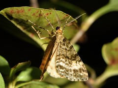 Pseudocoremia indistincta