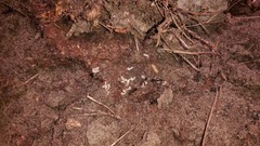 Amblyopone australis