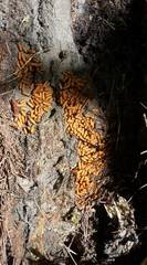 Amblyopone australis