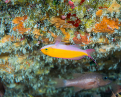 Nemanthias bicolor