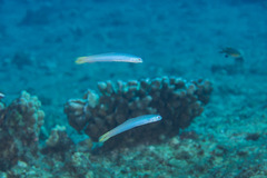 Ptereleotris heteroptera