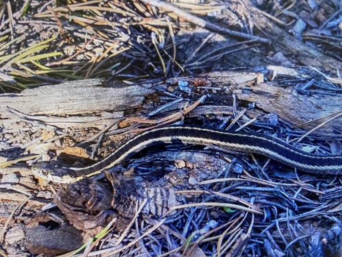 iNaturalist observation photo of Mountain Garter Snake