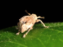 Chalepistes costifer