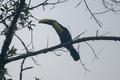 Ramphastos brevis
