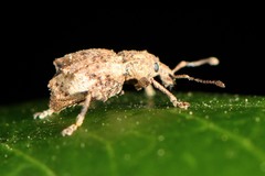 Chalepistes costifer