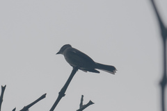 Contopus fumigatus