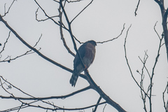 Accipiter striatus ventralis