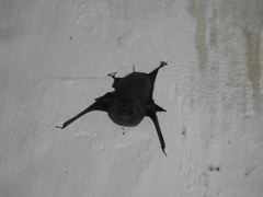 Balantiopteryx plicata