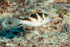 Canthigaster coronata