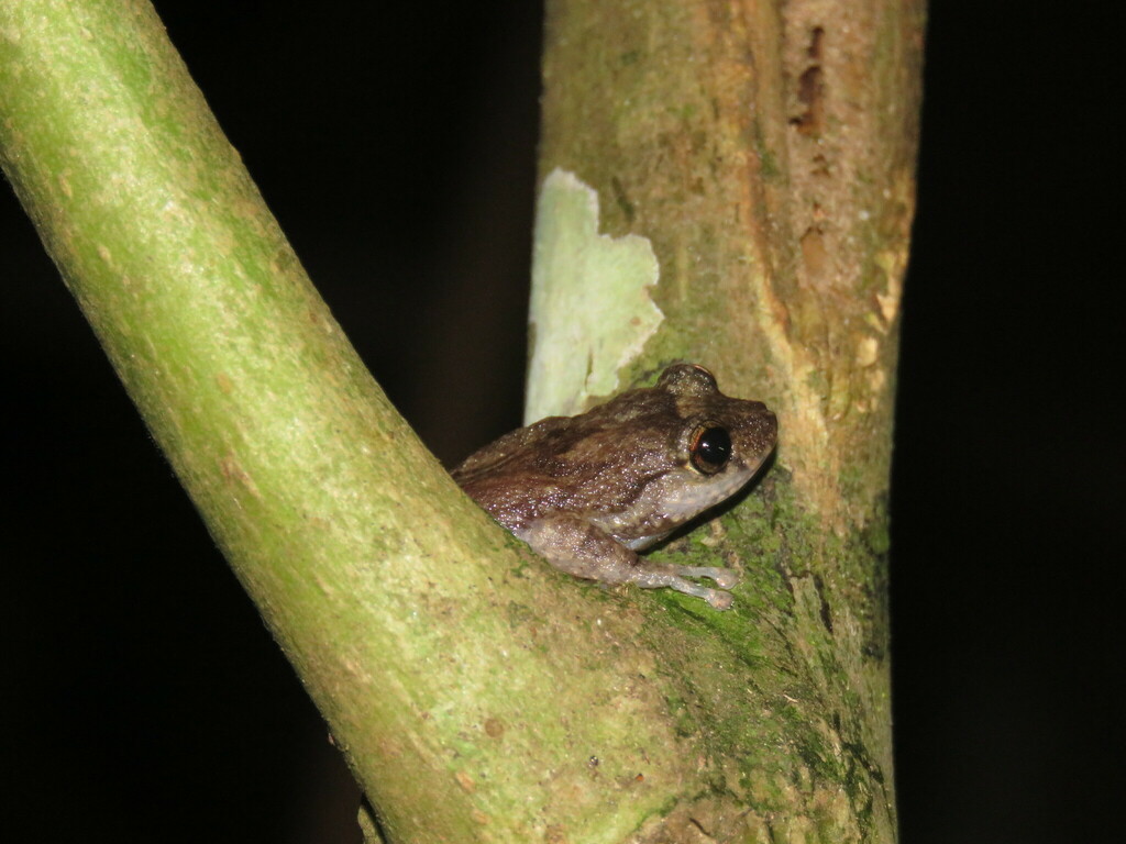 Hedrick's Coqui