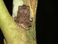 Hedrick's Coqui photo 2
