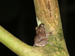 Hedrick's Coqui photo 3