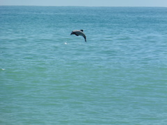 Cephalorhynchus hectori