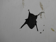 Balantiopteryx plicata