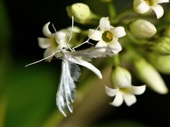Pterophorus monospilalis