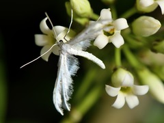 Pterophorus monospilalis
