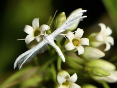 Pterophorus monospilalis